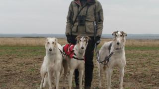 Собаки борзых пород гонялись за зайцами-русаками на Ставрополье