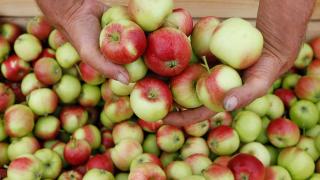 Яблочный сезон в разгаре в Георгиевском округе