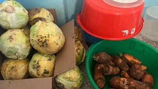 В три школы Труновского округа Ставрополья поставляли гнилые овощи