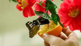 Выставка тропических бабочек открылась в музее Ставрополя