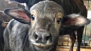 На буйволиной ферме в Александровском округе организован ветеринарный мониторинг