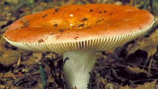 На Ставрополье участились случаи отравления грибами, похожими на сыроежки