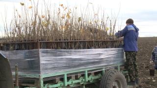 На Ставрополье планируют высадить фундук на 400 гектарах
