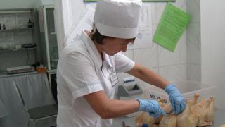 Ветеринары Cтаврополья проводят проверки по тревожным сигналам