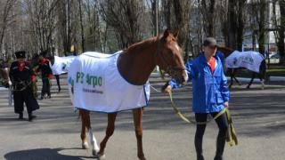 Ставропольский конь Гравилат обзавелся страничкой в соцсети