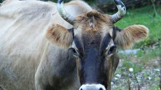 Корова несколько часов боролась за жизнь, барахтаясь в воде в селе Труновском
