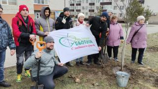 Более 550 деревьев высадят на внутриквартальных территориях Ставрополя