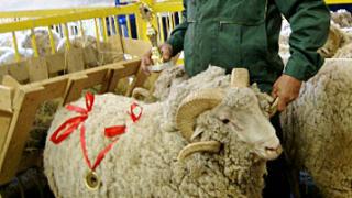 Ставропольских овцеводов отметили на Всероссийской выставке в Элисте