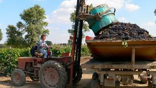 Более 5тысяч тонн винограда убрано на Ставрополье