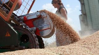 Итоги жатвы подвели на Ставрополье: собрано 4,2 млн тонн зерна