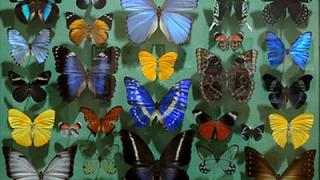 Коллекция бабочек «Порхающие цветы» представлена в Ставрополе