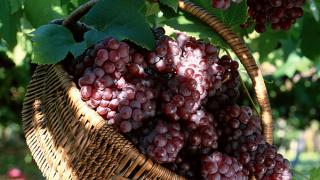 Винодельческие предприятия Ставрополья открыли свои производства во Франции и Болгарии