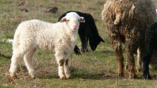 Национальный союз овцеводов побывал в Труновском районе