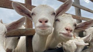 Фермерское хозяйство из Будённовского округа занимается производством козьего сыра