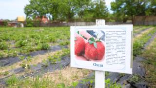 Ставропольский агроуниверситет участвует в развитии ягодного бренда края