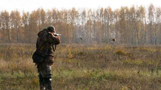 На Ставрополье восстанавливают численность северокавказского фазана