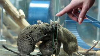 Семейка грызунов дегу развлекает посетителей Ставропольского зооэкзотариума