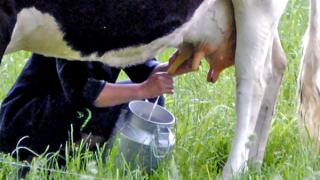Почему дешевеет сырое молоко