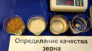 Мониторинг качества зерна провели в районах Ставрополья