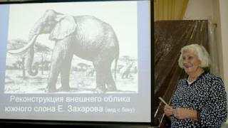 Скелет редкого южного слона в Ставропольском музее