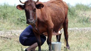 Продуктивность молочного стада в стране упала