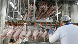 Ставрополье вошло в тройку ведущих производителей курятины