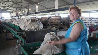 На Ставрополье в разгаре стрижка овец: получено более 280 тонн руна