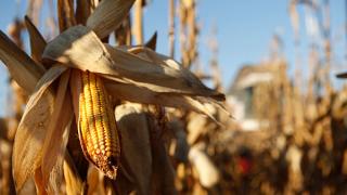 641 тысячу тонн кукурузы собрали в Ставропольском крае