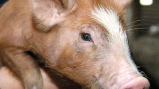 АЧС: падеж диких свиней и кабанов на Ставрополье