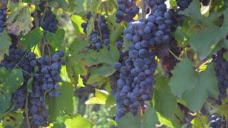 На Ставрополье собрано более 22 тысяч тонн винограда