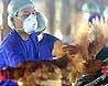 «Птичий» грипп расползается по России