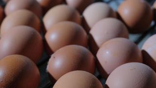 На Ставрополье за десять месяцев собрали более 675 миллионов куриных яиц