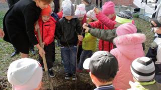 В Кочубеевском районе в честь 25-летия Пенсионного фонда России высадили липовую аллею