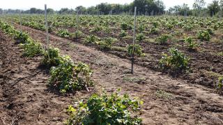 В Шпаковском районе посадили виноградники на 10 гектарах