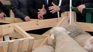 На Ставрополье названы победители выставки овец