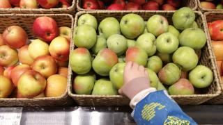 Ставропольские аграрии отдают предпочтение поздним сортам яблок