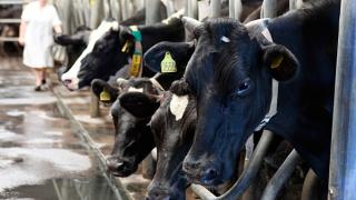Как растет поголовье скота в Ставропольском крае