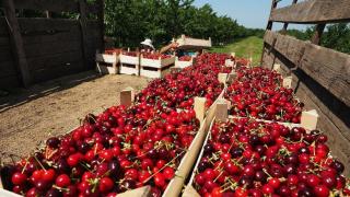 Ставрополье вошло в тройку ведущих производителей плодов и ягод в стране