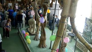 Всемирный день защиты слонов приглашают отметить в музее-заповеднике в Ставрополе