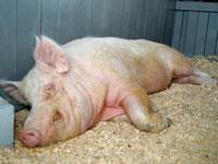 За вынужденный убой свиней из-за африканской чумы выплатят компенсации