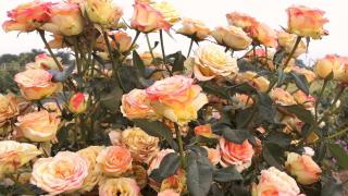 В селе Богдановка на Ставрополье высадили 200 кустов роз