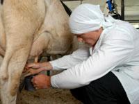 На молочные проекты фермерам Ставрополья направят более 160 млн рублей