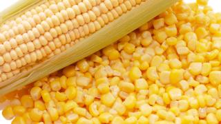НИИ кукурузы на Ставрополье в 2 раза увеличил площади для размножения семян