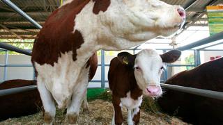 Как увеличить производство молока в Ставропольском крае