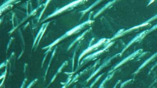 Массовое исчезновение видов морских обитателей предрекают ученые