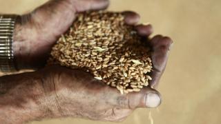 В России собрано более 50 миллионов тонн зерна