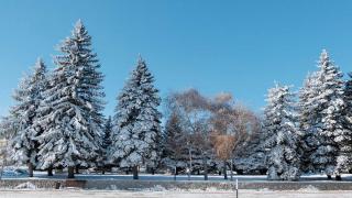 На Ставрополье проводят усиленный мониторинг незаконной рубки хвойных деревьев