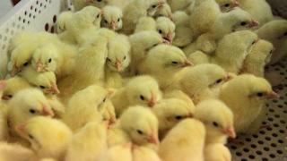 200 цыплят украл житель станицы Незлобной на местной птицефабрике