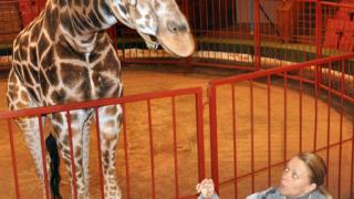 Новогодний подарок – африканский жираф в ставропольском цирке