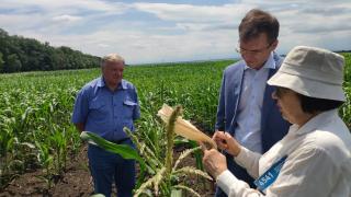 НИИ кукурузы на Ставрополье в два раза увеличил площади для размножения семян